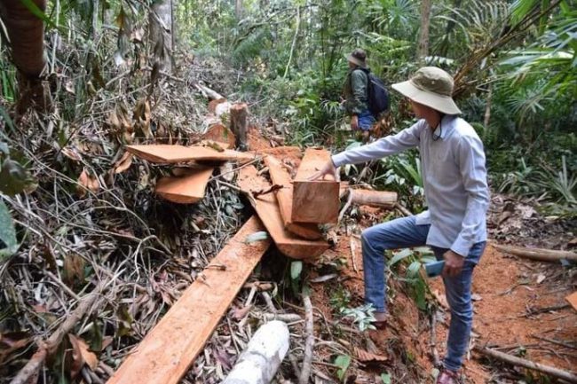 rung-tu-nhien-khong-ngung-chay-mau