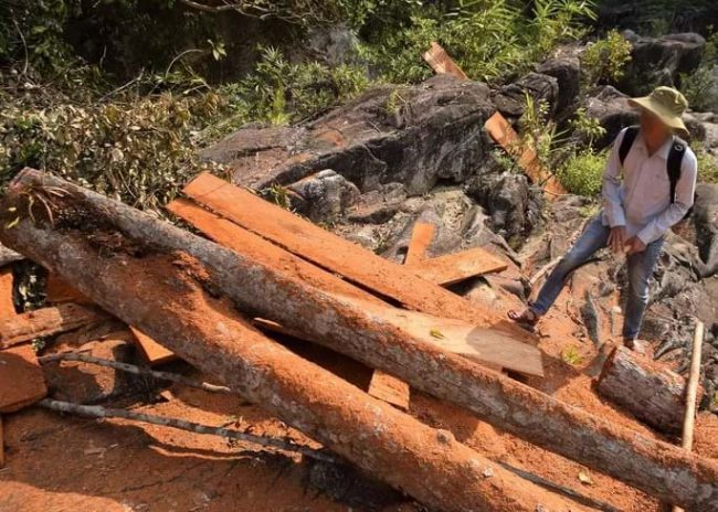 rung-tu-nhien-khong-ngung-chay-mau