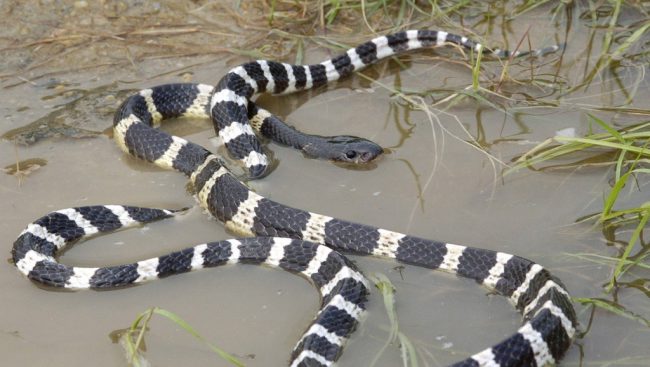 cach-doi-pho-khi-ran-doc-bo-vao-nha