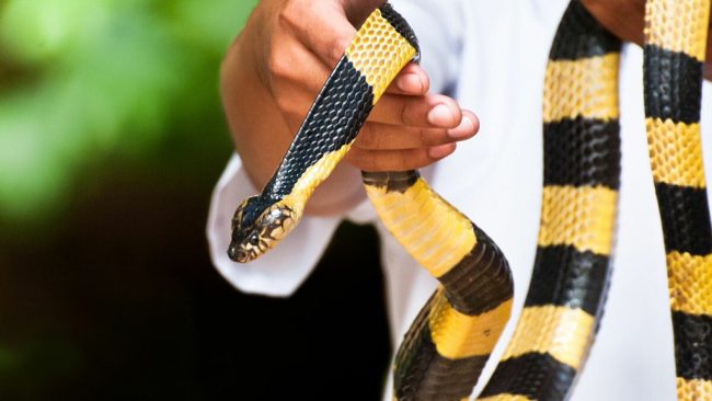 cach-doi-pho-khi-ran-doc-bo-vao-nha