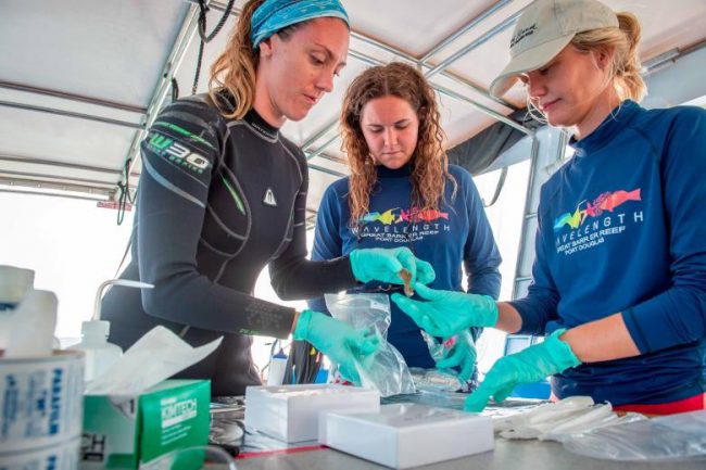 trong-rung-duoi-bien