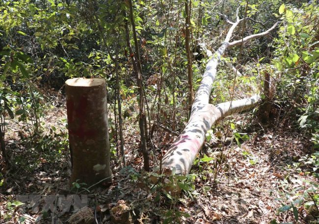 hang-loat-cay-co-thu-o-rung-muong-phang-bi-chat