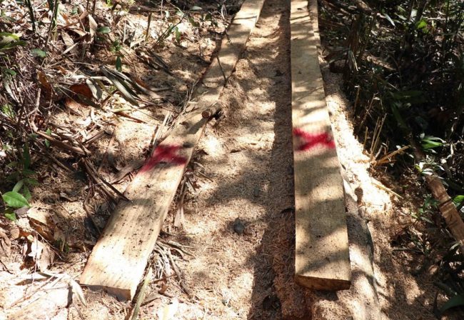 hang-loat-cay-co-thu-o-rung-muong-phang-bi-chat