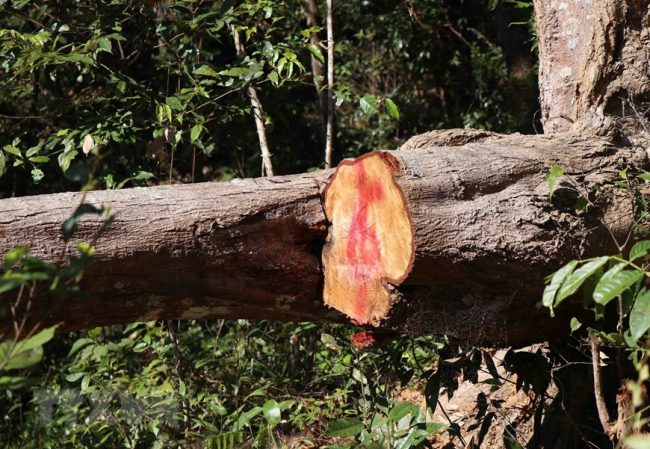 hang-loat-cay-co-thu-o-rung-muong-phang-bi-chat