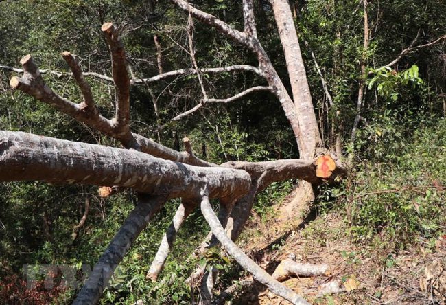 hang-loat-cay-co-thu-o-rung-muong-phang-bi-chat