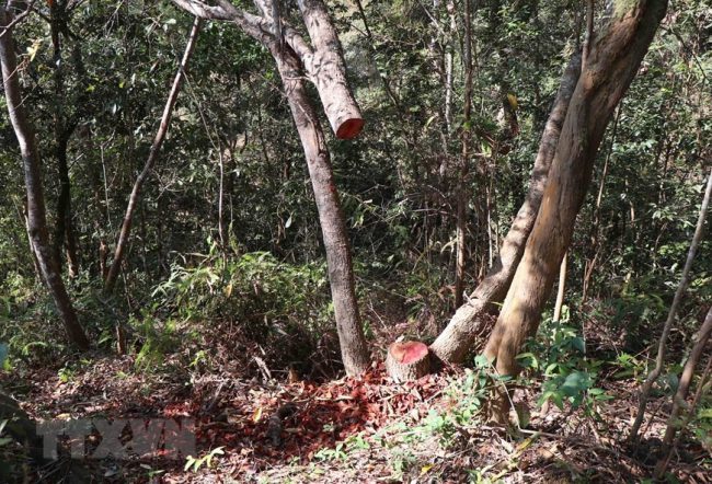 hang-loat-cay-co-thu-o-rung-muong-phang-bi-chat