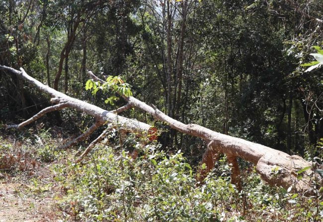 hang-loat-cay-co-thu-o-rung-muong-phang-bi-chat