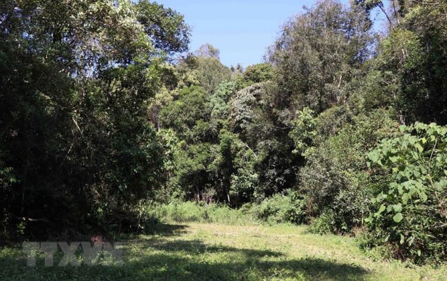 hang-loat-cay-co-thu-o-rung-muong-phang-bi-chat