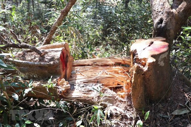 hang-loat-cay-co-thu-o-rung-muong-phang-bi-chat