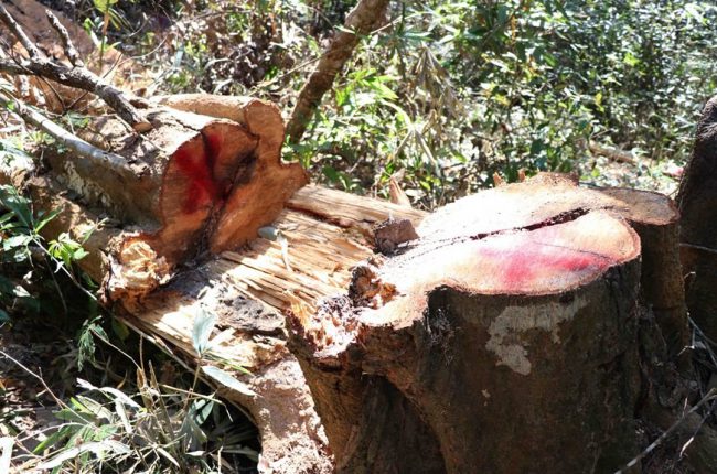 hang-loat-cay-co-thu-o-rung-muong-phang-bi-chat