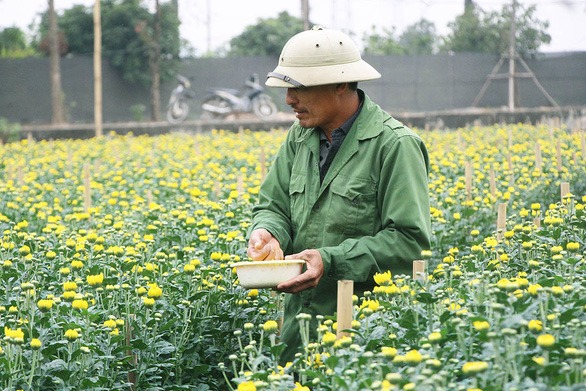 hoa-tet-nam-nay-co-gi