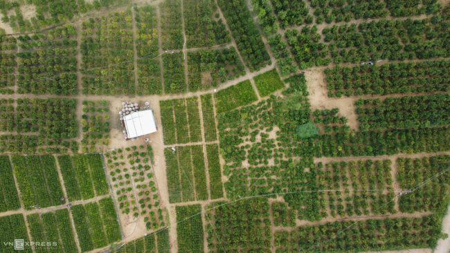 lang-quat-hoi-an-vao-vu-tet