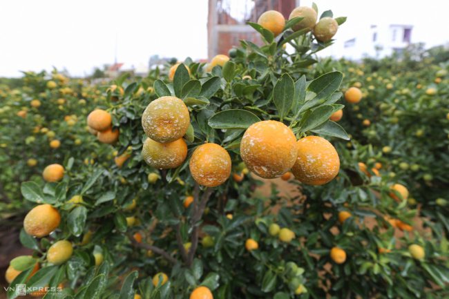 lang-quat-hoi-an-vao-vu-tet