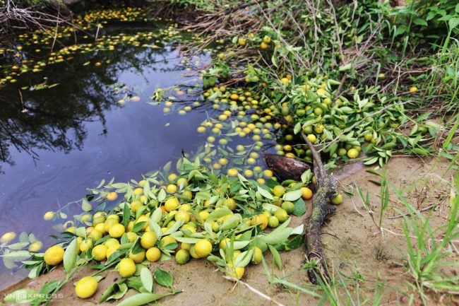 lang-quat-hoi-an-vao-vu-tet