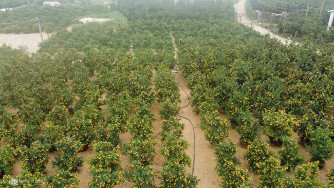 lang-quat-hoi-an-vao-vu-tet