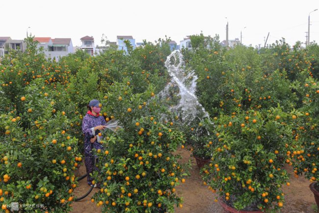 lang-quat-hoi-an-vao-vu-tet