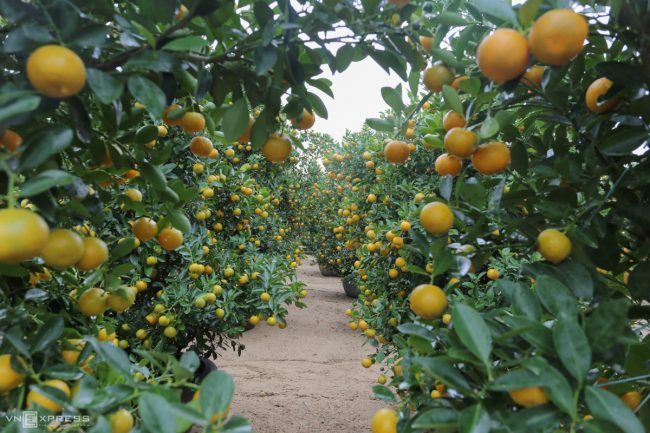 lang-quat-hoi-an-vao-vu-tet