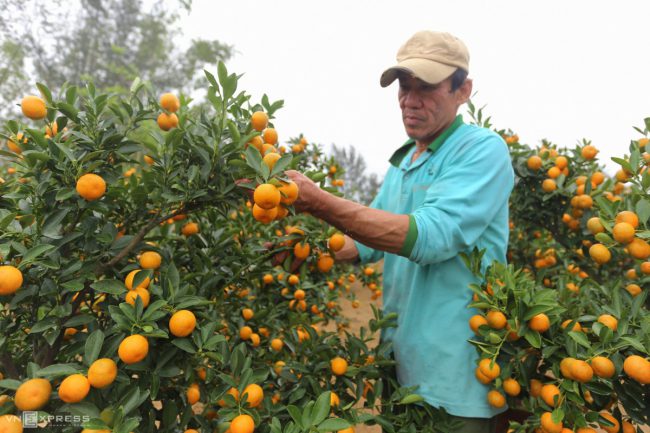 lang-quat-hoi-an-vao-vu-tet