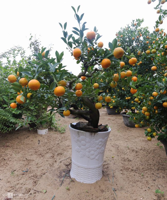 lang-quat-hoi-an-vao-vu-tet