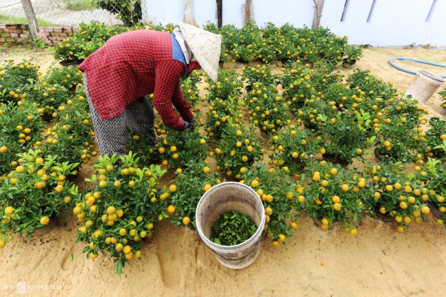 lang-quat-hoi-an-vao-vu-tet