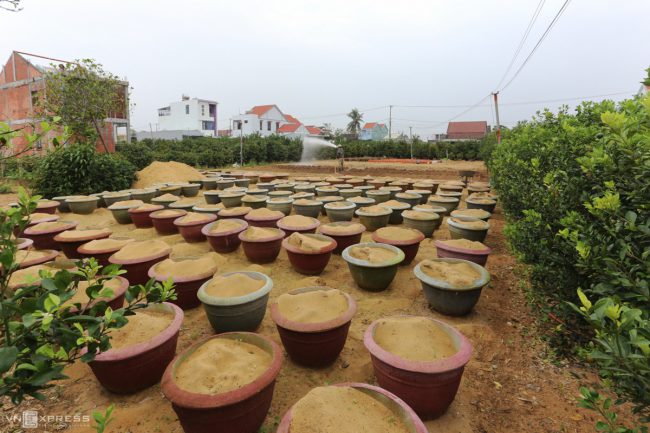 lang-quat-hoi-an-vao-vu-tet