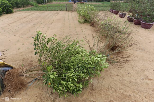 lang-quat-hoi-an-vao-vu-tet