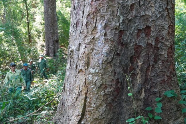 canh-giu-hon-1-000-cay-lim-xanh-