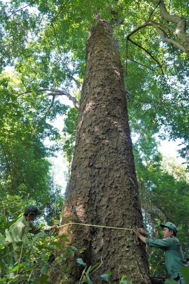 canh-giu-hon-1-000-cay-lim-xanh-