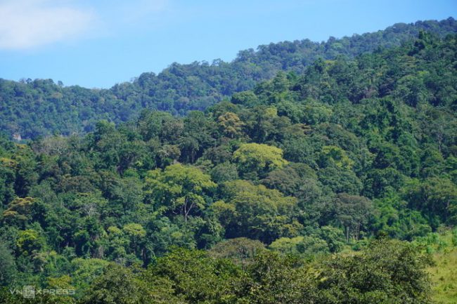 canh-giu-hon-1-000-cay-lim-xanh-