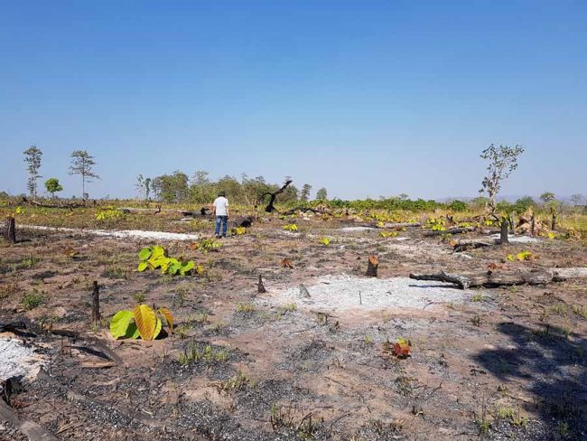 rung-tu-nhien-bi-pha-lam-ray