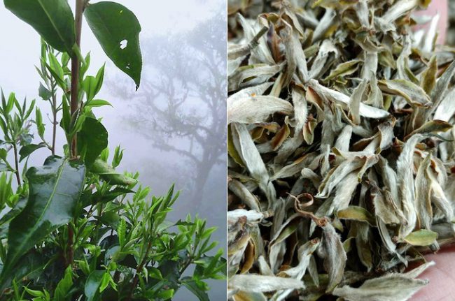 chang-trai-vao-rung-khoi-nghiep