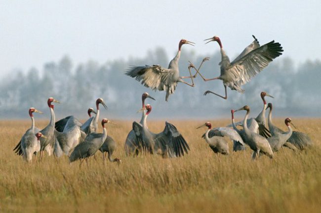 khi-dan-seu-chang-tro-ve