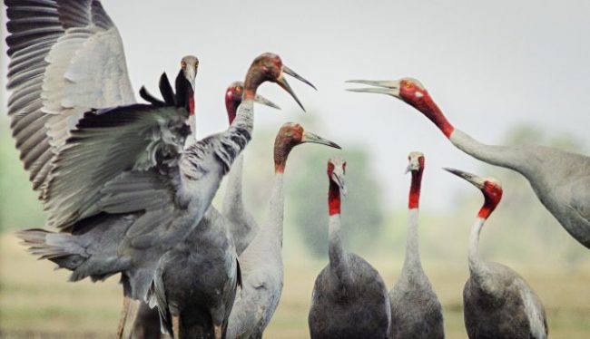 khi-dan-seu-chang-tro-ve