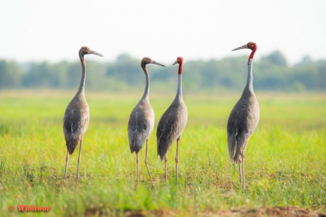 khi-dan-seu-chang-tro-ve