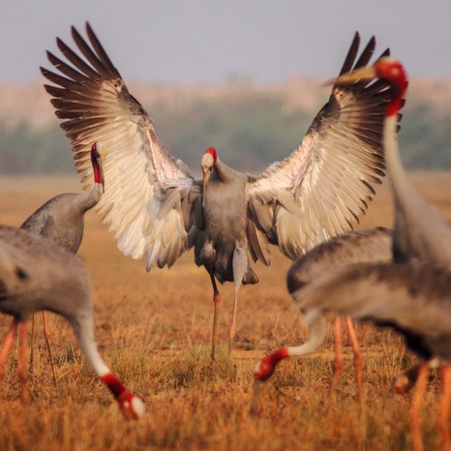 khi-dan-seu-chang-tro-ve