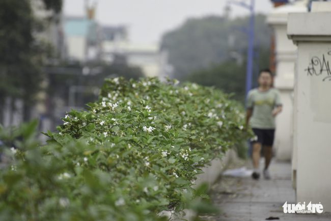 duong-pho-sai-gon-ro-sac-hoa