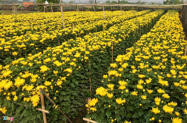 hoa-tuoi-trung-quoc-lan-at-hoa-viet-dip-can-tet