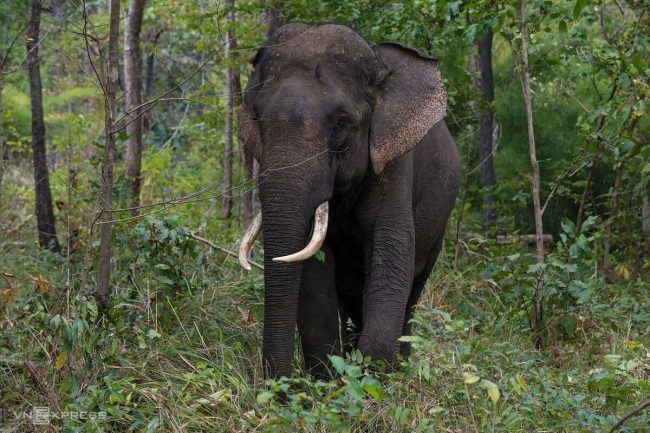 nhung-voi-duc-con-nga-o-dak-lak