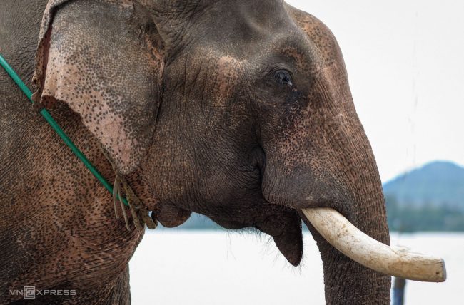 nhung-voi-duc-con-nga-o-dak-lak