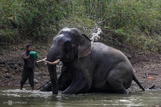 nhung-voi-duc-con-nga-o-dak-lak