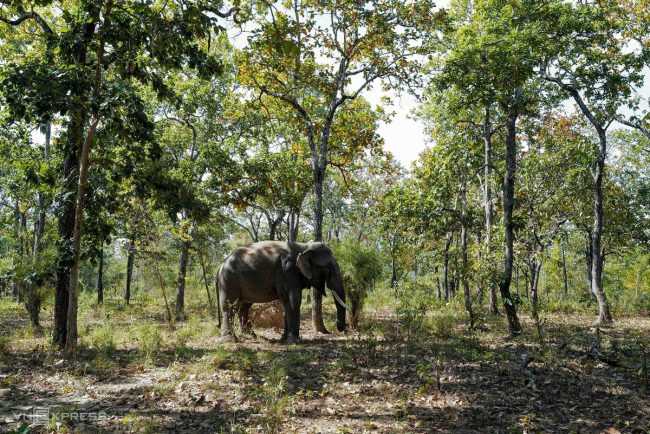 nhung-voi-duc-con-nga-o-dak-lak