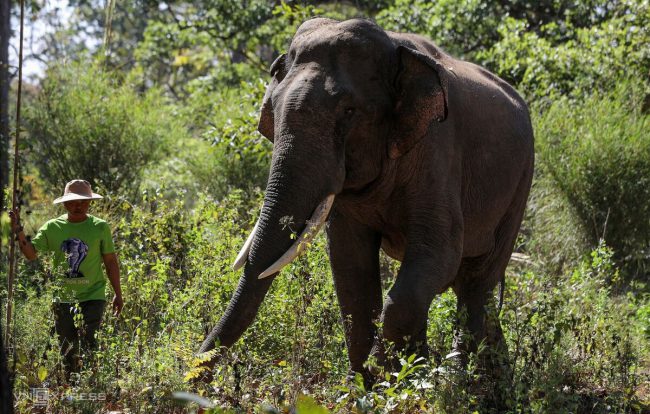 nhung-voi-duc-con-nga-o-dak-lak