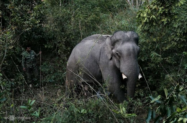 nhung-voi-duc-con-nga-o-dak-lak