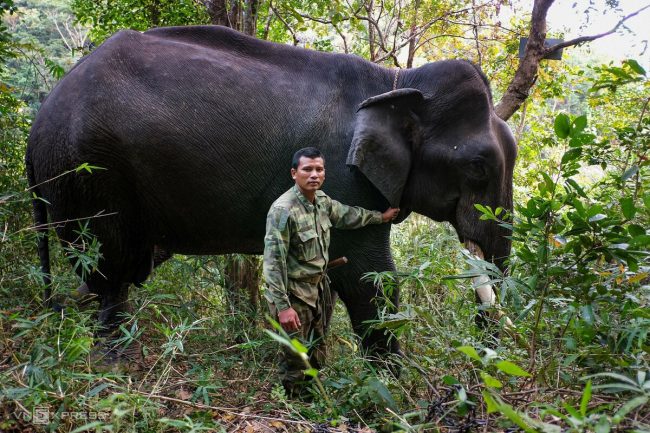 nhung-voi-duc-con-nga-o-dak-lak