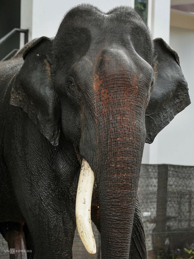 nhung-voi-duc-con-nga-o-dak-lak