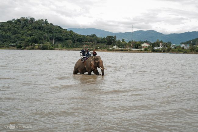 nhung-voi-duc-con-nga-o-dak-lak