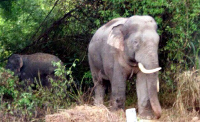 127-ho-dan-bi-voi-pha-vuon-duoc-ho-tro