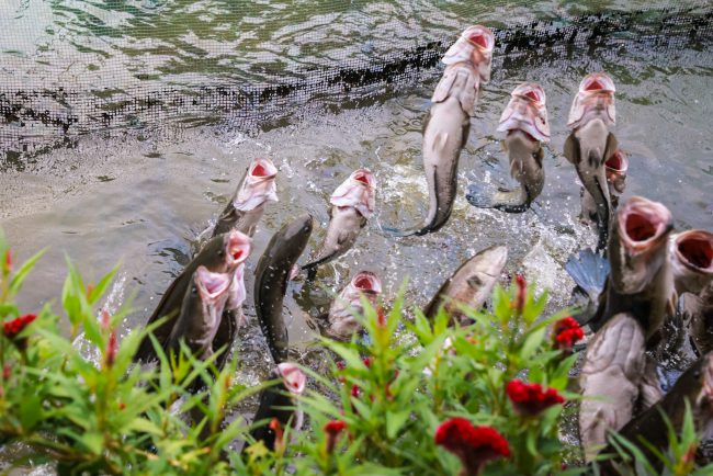 mua-xuan-xui-ve-phuong-nam