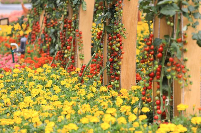 duong-hoa-nguyen-hue-truoc-ngay-khai-mac