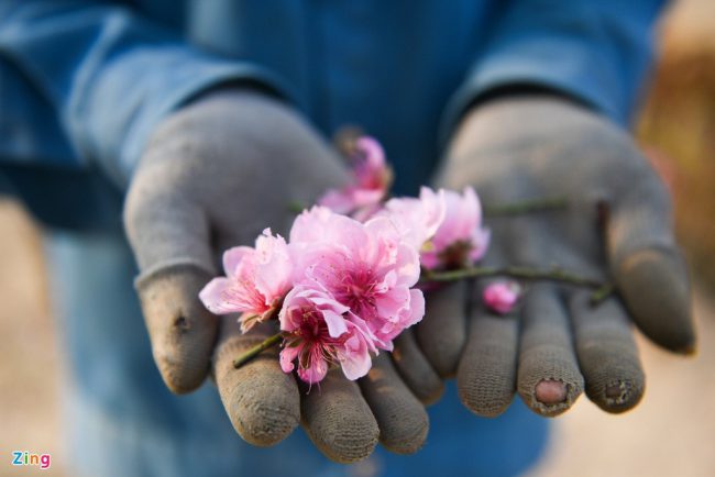 hang-nghin-goc-dao-khong-the-tieu-thu-cho-giai-cuu-o-chi-linh